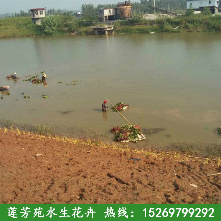 9金鄉睡蓮種植.jpg