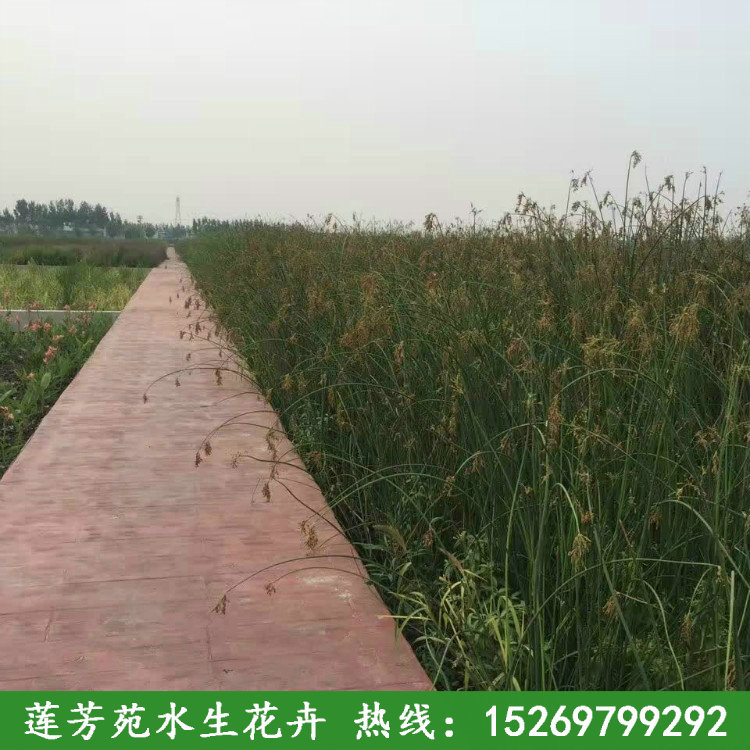 金鄉水蔥種植