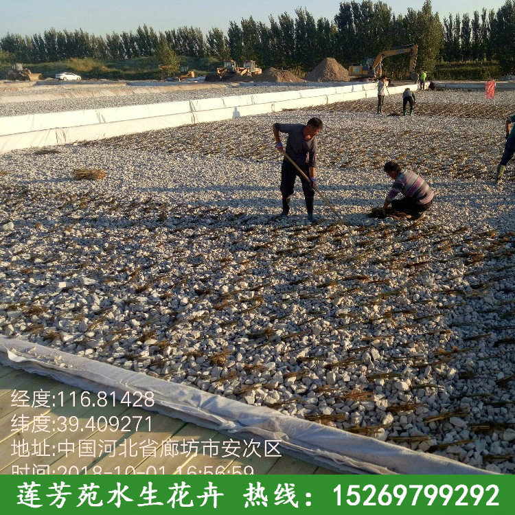 廊坊蘆葦種植