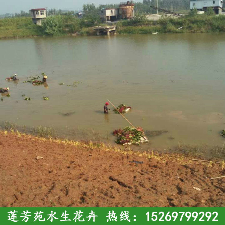 金鄉睡蓮種植