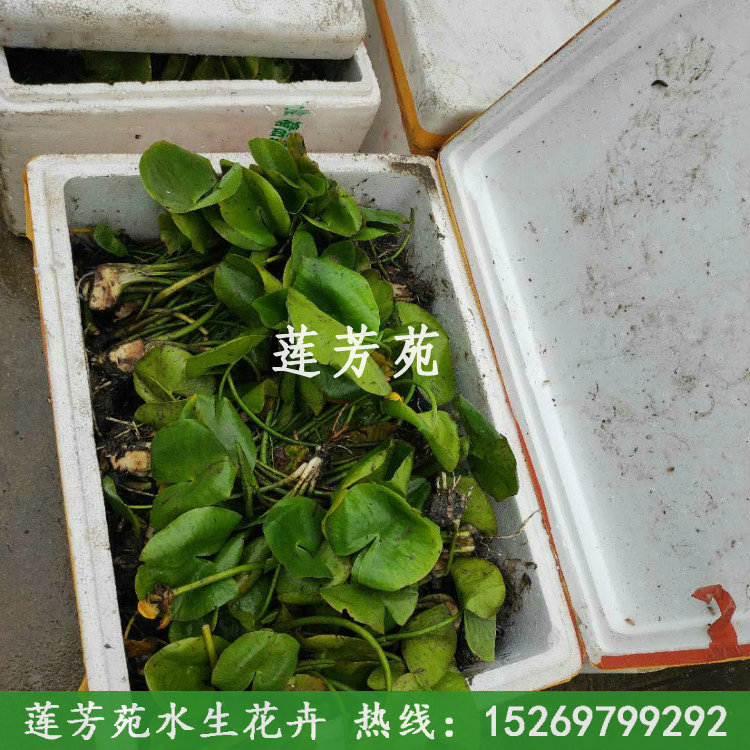 12萍蓬草.jpg
