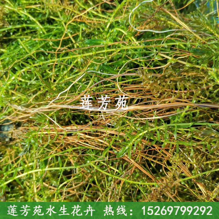 12伊樂藻.jpg
