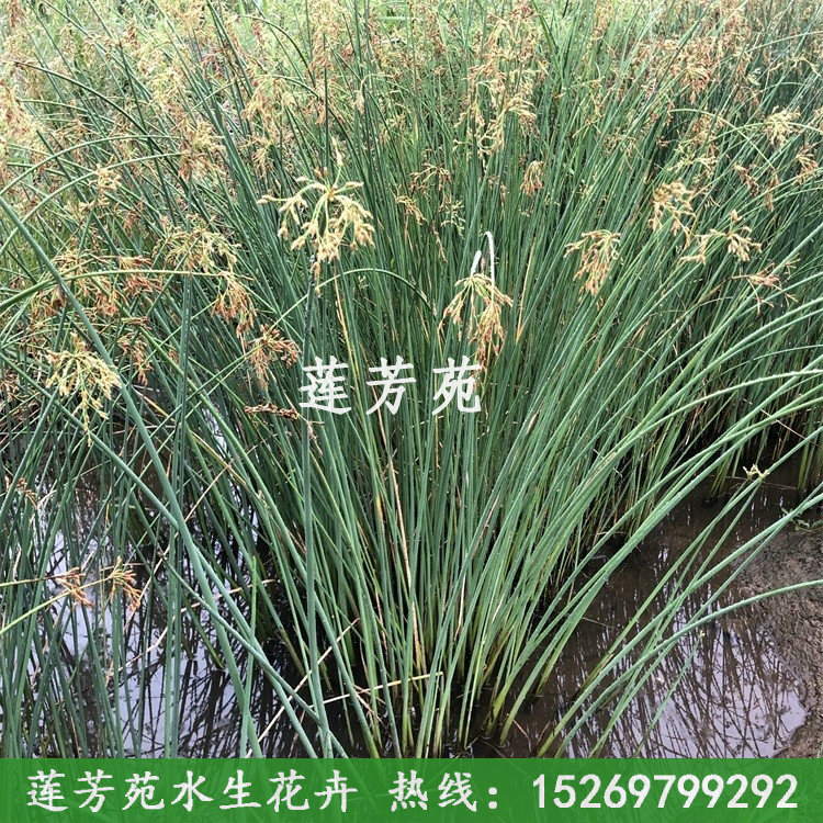 水蔥