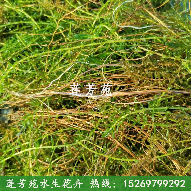 伊樂藻
