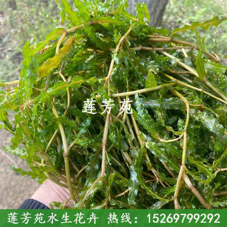 菹草