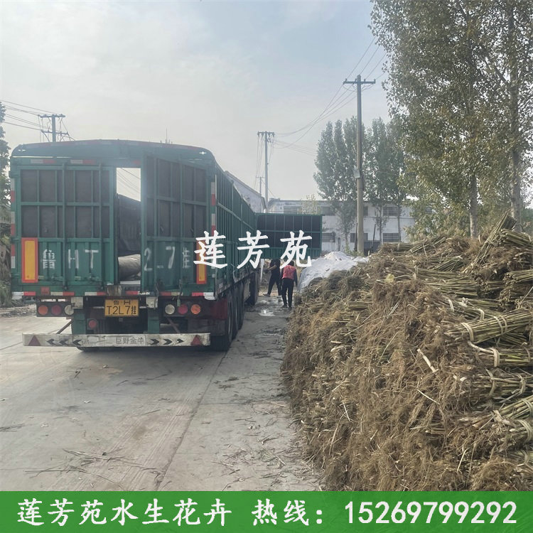 蘆葦苗裝車