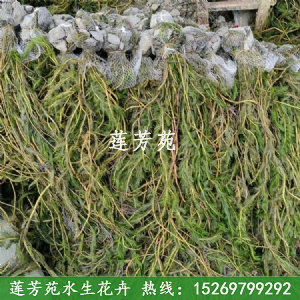 狐尾藻包泥