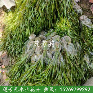苦草包泥