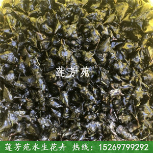 四角菱角