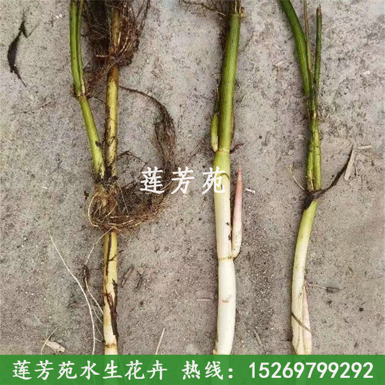 2蘆葦苗.jpg