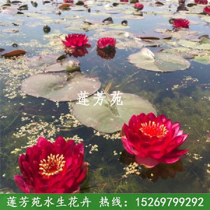 紅睡蓮