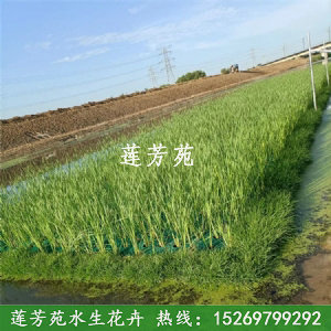 內蒙古小黑河